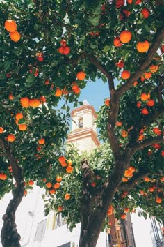 an orange tree with lots of oranges on it and a clock tower in the background