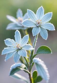 three blue flowers with green leaves in the foreground and a blurry background behind them