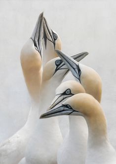 three seagulls with their heads touching each other