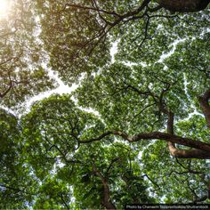 looking up at the tops of several trees in a forest with sunlight shining through them