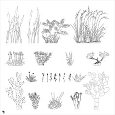 various plants and flowers are shown in black and white