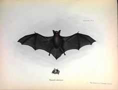 a drawing of a bat flying over another animal