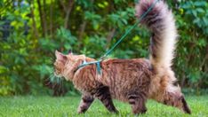 a cat walking on a leash in the grass