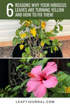 four different types of flowers with the text 6 reasons why your hibiscus leaves are turning yellow and how to fix them