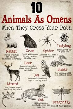 animals as omens when they cross your path, which one do you choose?