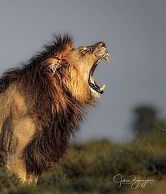 a lion with it's mouth open on top of a hill