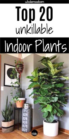 These are the best indoor plants for every home, especially if you tend to struggle with plant care! Whether you're looking for small, medium or epic, these are the top 20 ideas to inspire you. #indoorplants #plantdecor #lowlightplants #stylingwithplants #plantinspiration #interiordesign #easycareplants #bestindoorplants #sustainableliving #sustainabletrends #trends2020 #plantsforinteriors #biophilia Low Maintenance Indoor Plants, Indoor Plants Low Light, Easy House Plants, Safe House, Indoor Greenery, Household Plants, Inside House, Plant Care Houseplant, Deco Nature