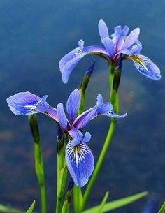 two blue flowers with green stems in front of water