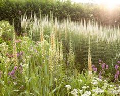 Alchemilla Mollis, Small Fountains, Cottage Garden Plants, Flower Border, Ornamental Grasses