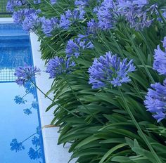 blue flowers line the edge of a swimming pool