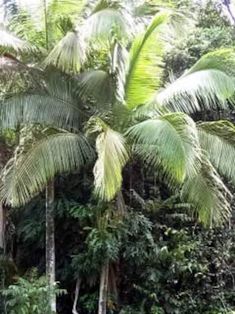 some very tall trees in the middle of a jungle area with lots of green plants