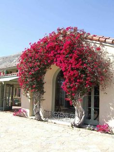 pink flowers growing on the side of a building