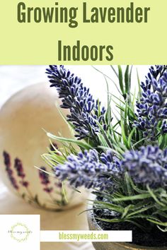 lavender flowers in a pot with text overlay that reads, growing lavender indoorss