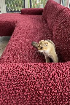 a cat sitting on top of a red couch