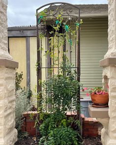 an iron trellis with potted plants in front of it and another plant on the other side