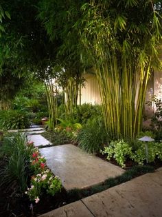 a garden with lots of plants and trees