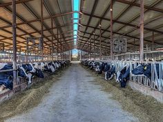 several cows are eating hay in their stalls