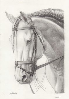 a pencil drawing of a horse's head and bridle