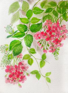 a painting of pink flowers and green leaves on a white paper background with watercolor pencils