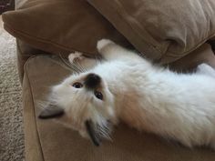 a white cat laying on its back on top of a brown couch with it's front paws up