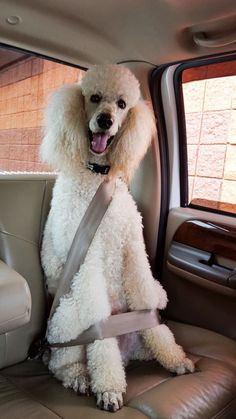 a white poodle sitting in the back seat of a car with its tongue hanging out