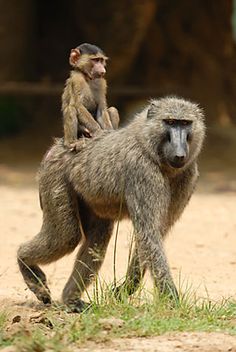 two monkeys sitting on top of each other in front of some trees and dirt ground