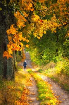 a dirt road surrounded by trees with yellow leaves