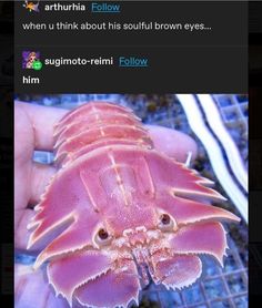 a person holding a pink crab in their hand with the caption's above it