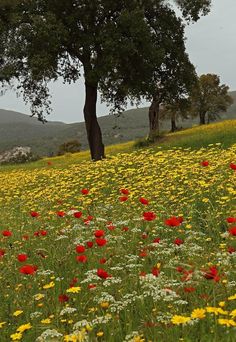 a field full of yellow and red flowers