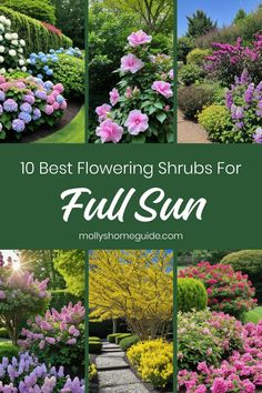 the top 10 best flowering shrubs for full sun