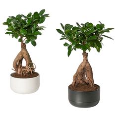 two bonsai trees with roots in white and black pots