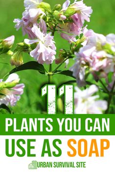 flowers with the words 11 plants you can use as soap on it in green and white