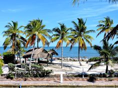 palm trees line the beach in front of an ocean