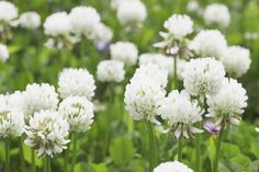 some white flowers are growing in the grass