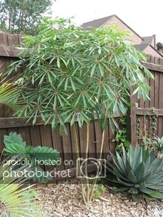 a bamboo tree next to a wooden fence