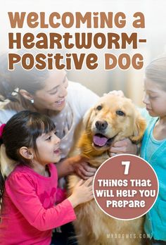 7 Things to Know When Adopting a Dog With Heartworm	Welcoming a Heartworm-Positive Dog: 7 Things That Will Help You Prepare Adopting A Dog, Heartworm Prevention, Apartment Dogs, Foster Family, Community Support, Adopt A Dog, Health Management, Cuddle Buddy