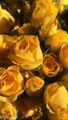 yellow aesthetic vintage - yellow roses with green stems