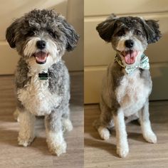 two pictures of a dog with its mouth open and his tongue hanging out, both showing teeth