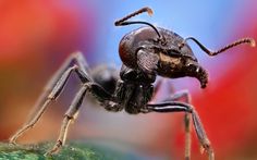 a close up view of a jumping spider