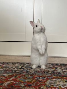 a white rabbit sitting on its hind legs in front of a rug with an area rug