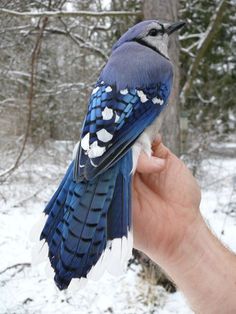 a blue bird sitting on top of a person's hand in front of snow covered trees