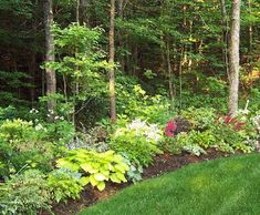 a lush green yard with lots of trees and flowers in the foreground, surrounded by tall grass