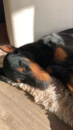 a black and brown dog laying on top of a wooden floor next to a window