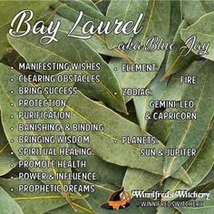 the bay laurel and blue jay is an excellent way to use it as a natural medicine source