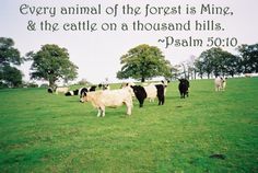 a herd of cattle standing on top of a lush green field