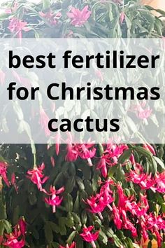 huge christmas cactus plant that has been fertilized Christmas Cactus Flower, Christmas Cactus Propagation, Amaryllis Plant, Christmas Cactus Care, Christmas Cactus Plant, Cactus House Plants, Easter Cactus, Thanksgiving Cactus, Holiday Cactus