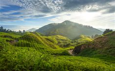 the sun shines brightly on green hills and tea bushes in munnamukka