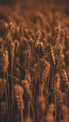 a field full of tall grass with lots of brown flowers in the middle of it