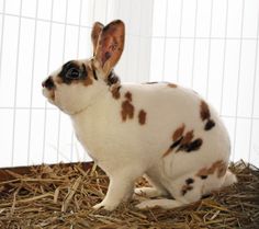 a white and brown rabbit sitting on top of hay