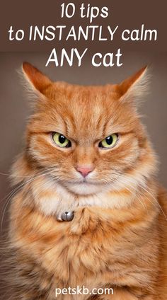 an orange cat with the words 10 tips to instantly calm any cat on it